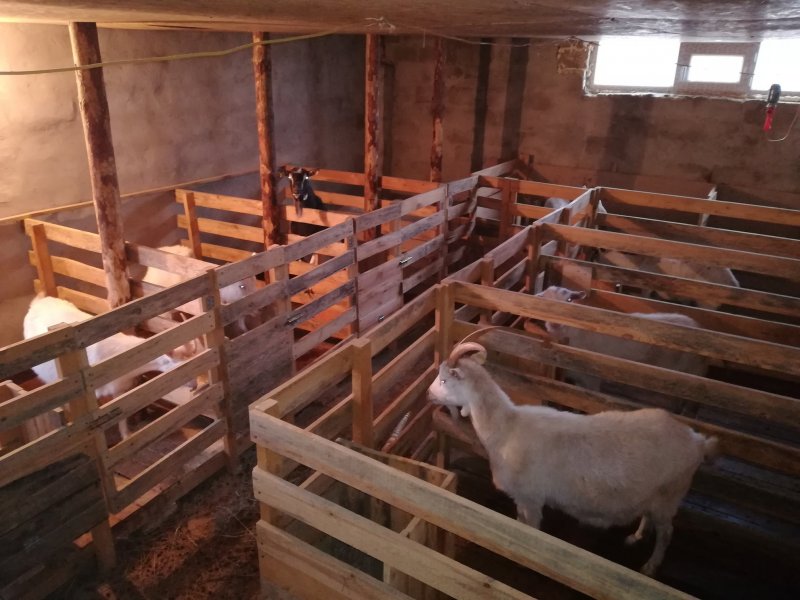 Козлятник для коз