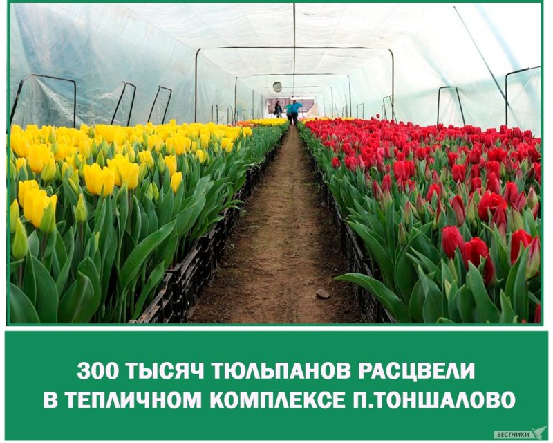 Тюльпан Анаконда для выгонки