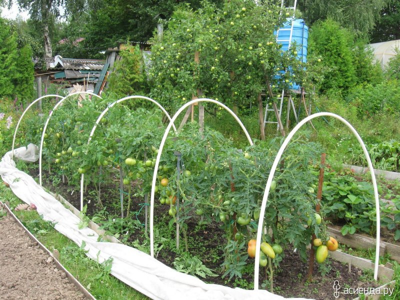 Парник для томатов