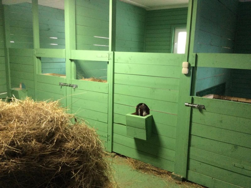 Козлятник на 2 козы