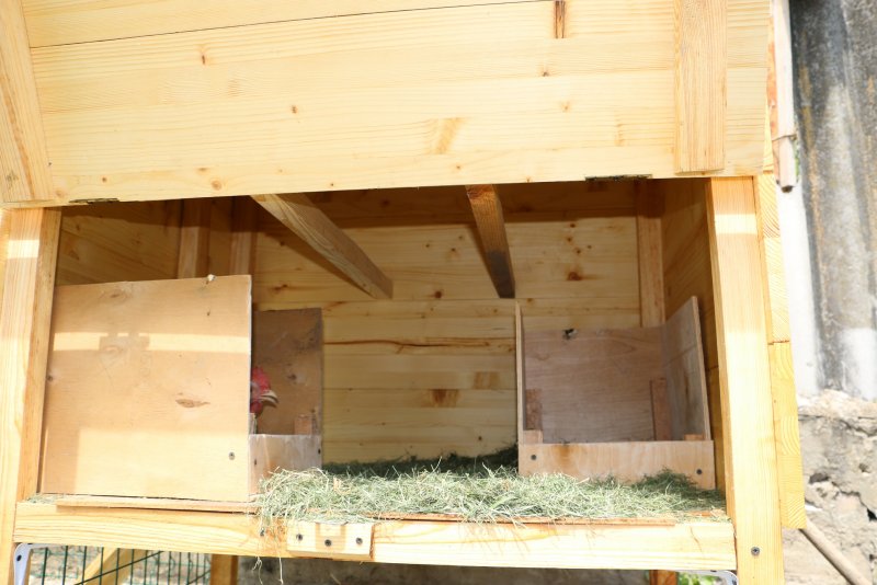 Мини курятник изнутри
