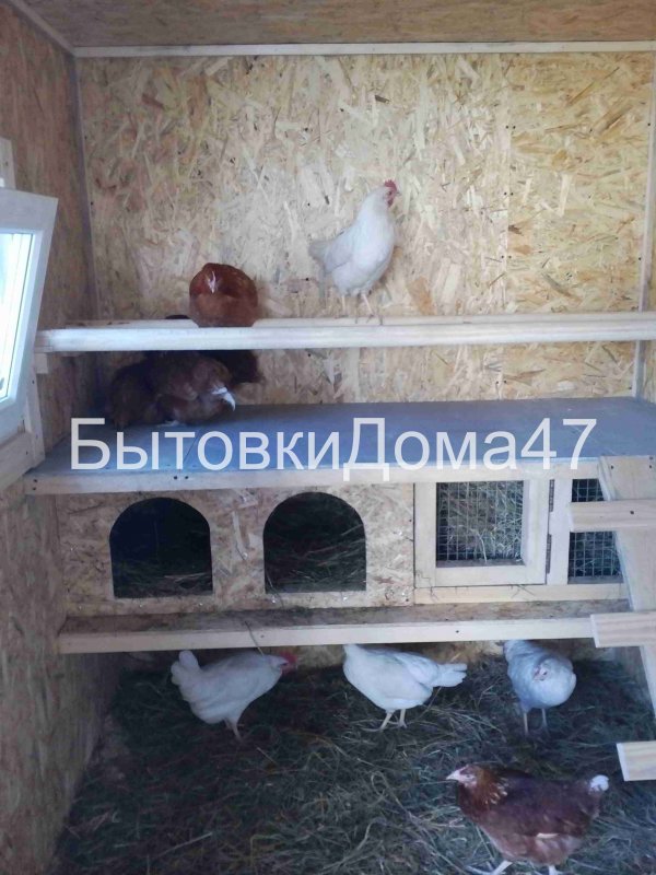 Куры в курятнике