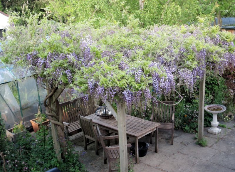 Пергола с глицинией (Pergola with Wisteria)3 d Max