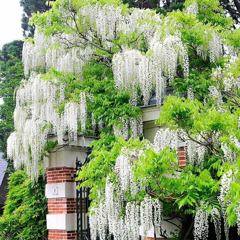 Wisteria floribunda забор