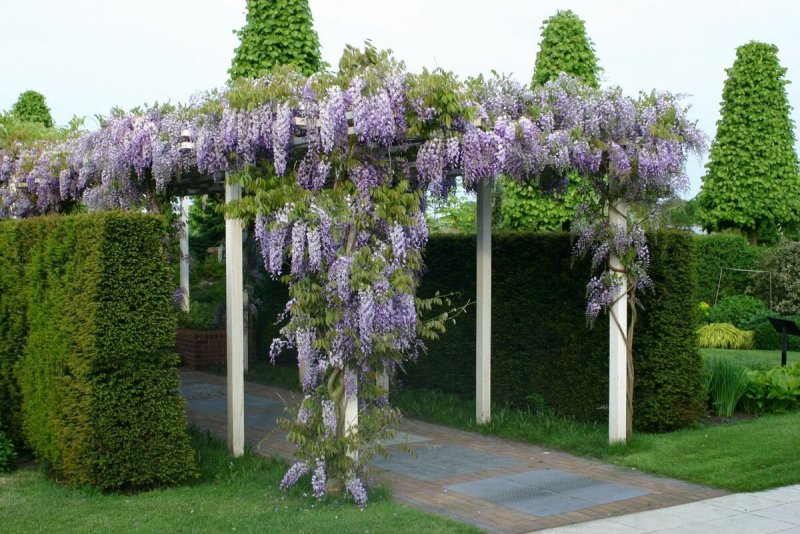 Wisteria sinensis Глициния китайская