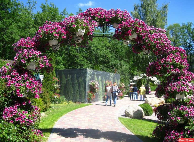 Арка для петуний