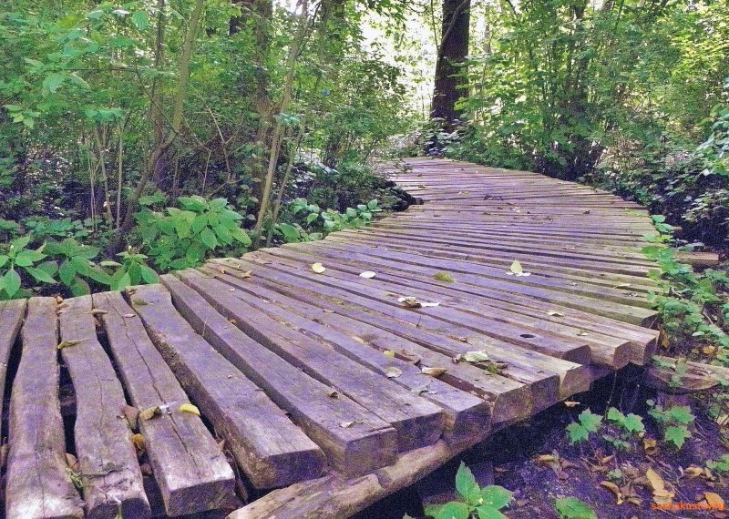 Садовые дорожки из дерева