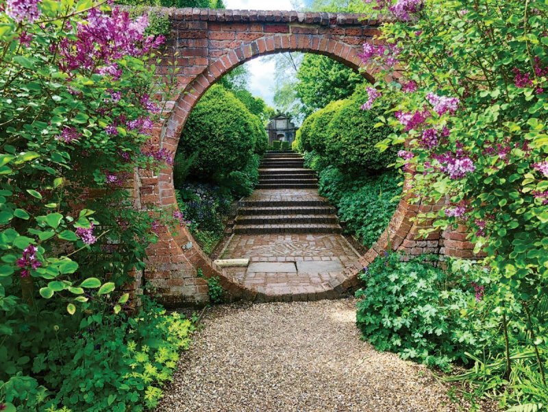 Гарден гейт (Garden Gate) плетистая