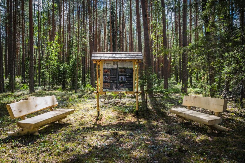 Медведский Бор экотропа