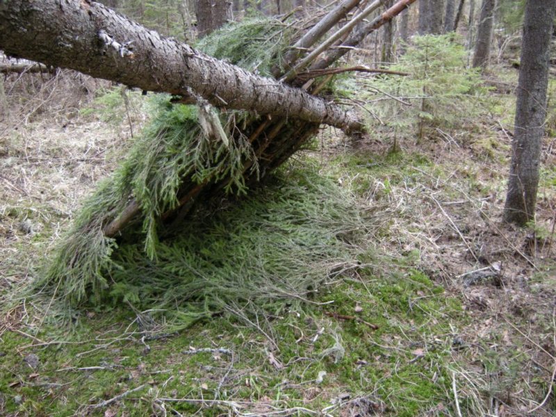 Лапник в лесу