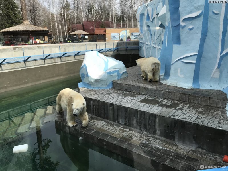 Новосибирский зоопарк Шило