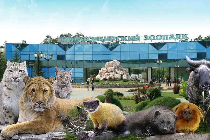 Новосибирский зоопарк официальный сайт