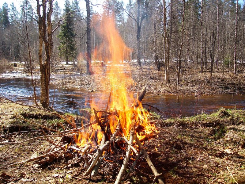 Лесной костер