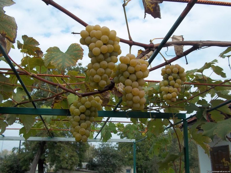 Pergola сорт винограда