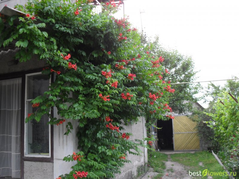Вьюн кампсис