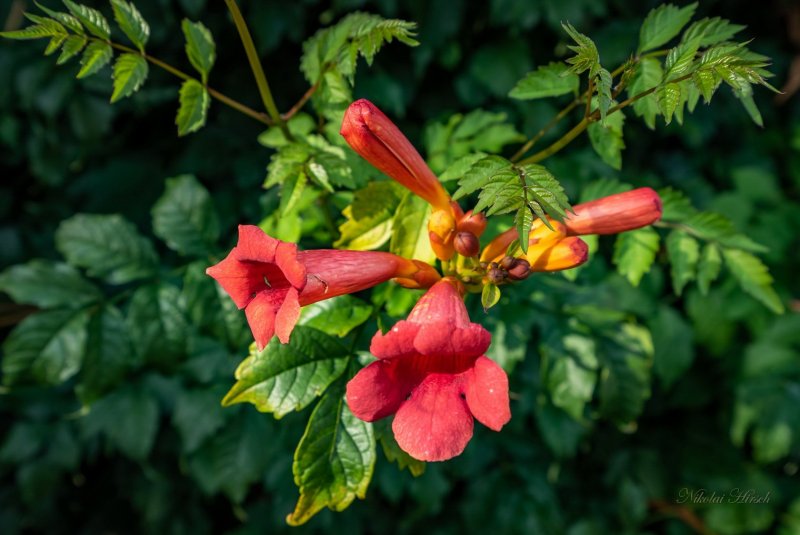 Campsis radicans Flamenco