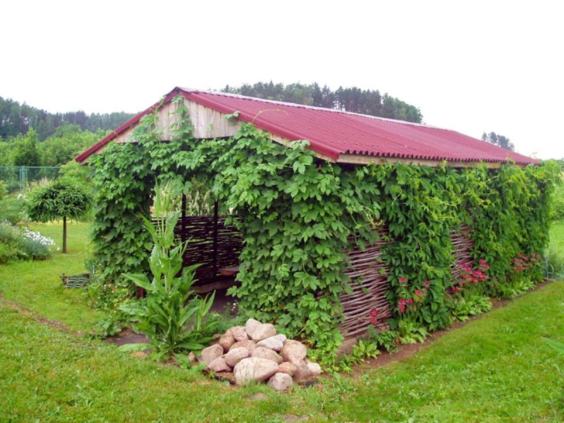 Беседка с виноградником