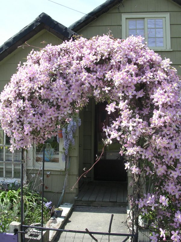 Клематис ампельный