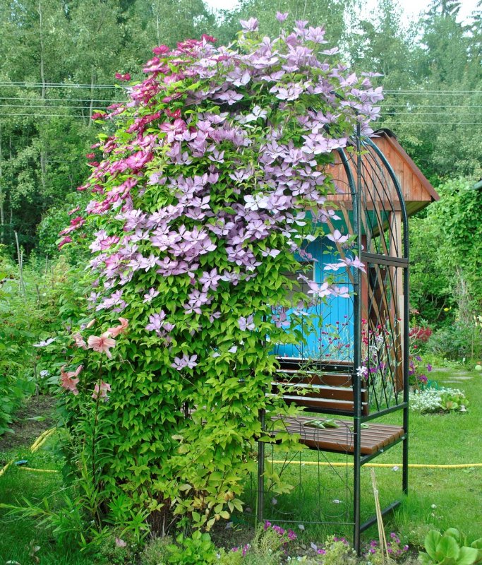 Розы Перголлес