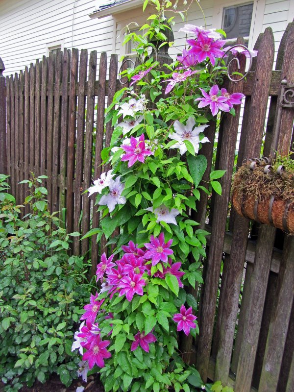 Клематис Эмпресс