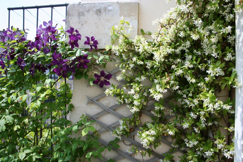 Clematis vitalba изгородь