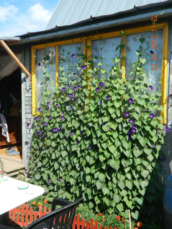 Флоксы примула клематис