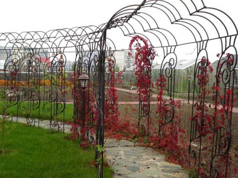 Арка для винограда