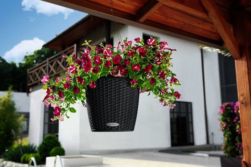 Петуния Veranda Orchid