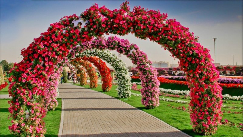 Петуния Садовая красавица