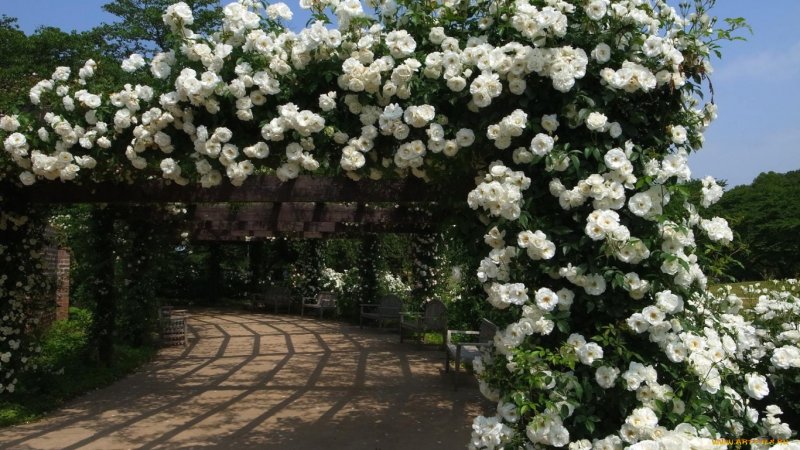 Камелия плетистая