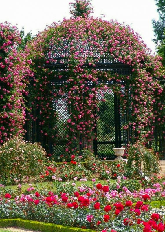 Роза Secret Garden