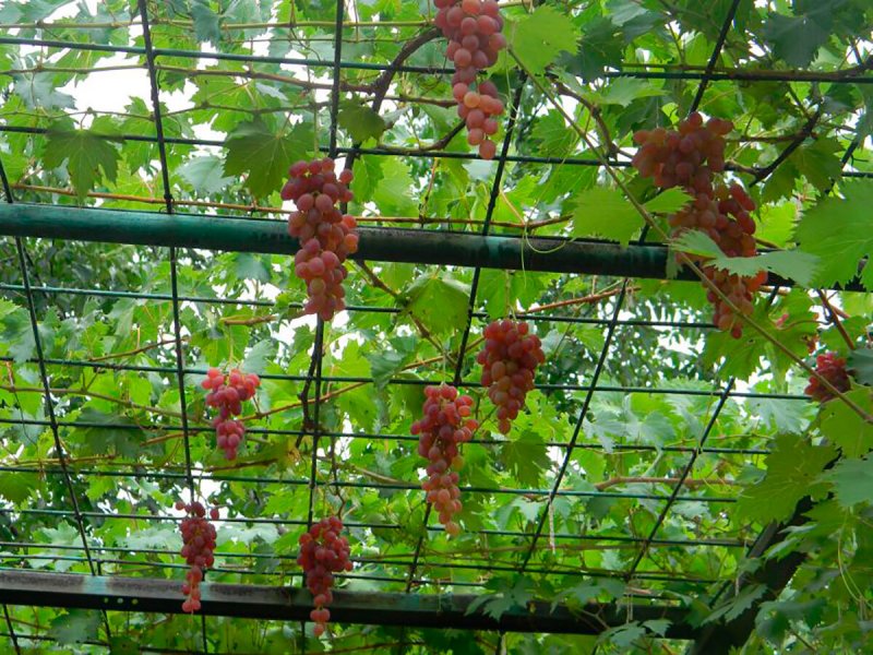 Виноградная лоза снизу