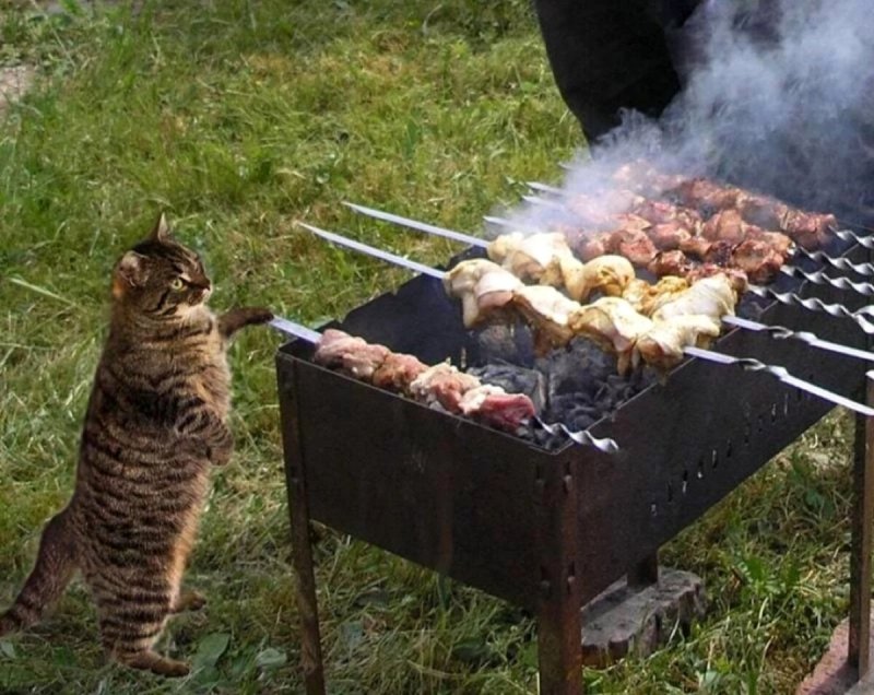 Кот шашлык