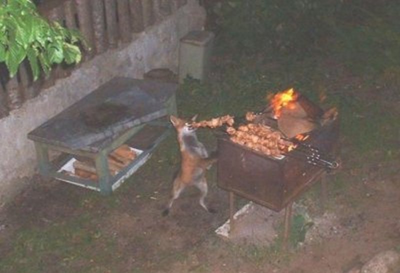 Лиса жарит шашлык