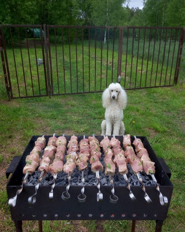 Собака шашлычок