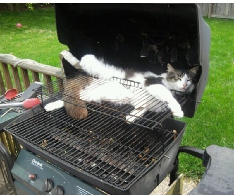 Кот шашлык