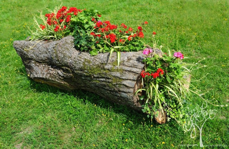 Клумба в пеньке из дерева