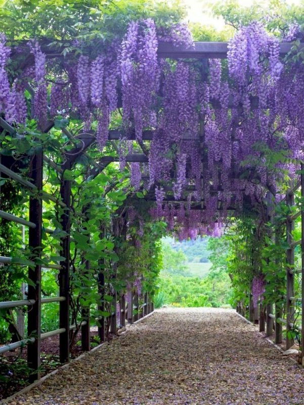 Глициния обильноцветущая Wisteria floribunda rosea