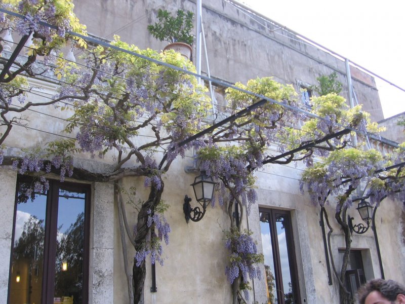 Глициния Wisteria floribunda