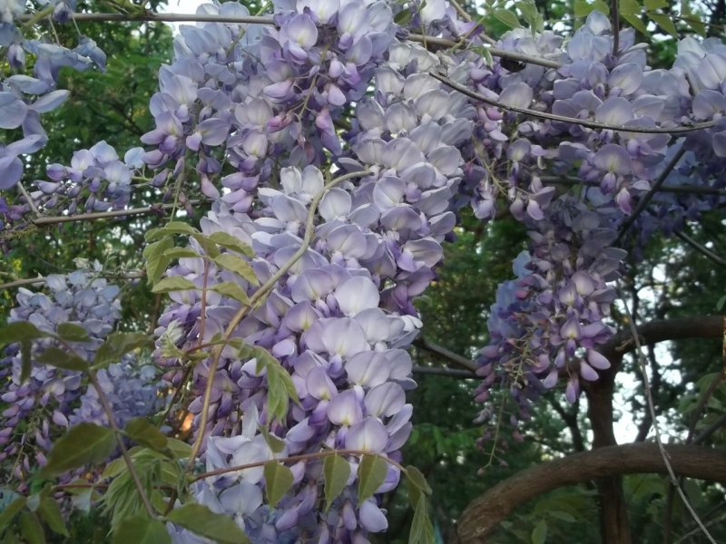 Глициния Wisteria floribunda
