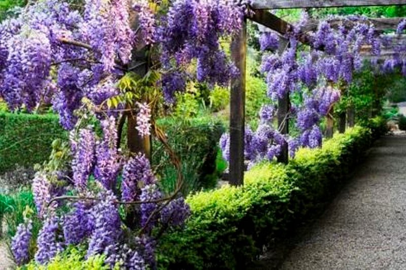 Пергола с глицинией (Pergola with Wisteria)3 d Max