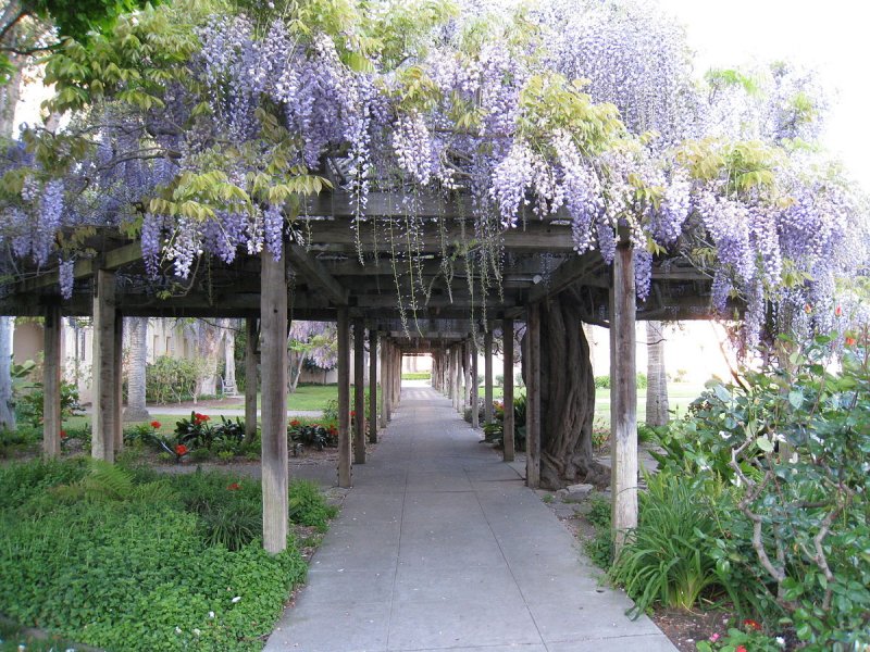 Wisteria sinensis