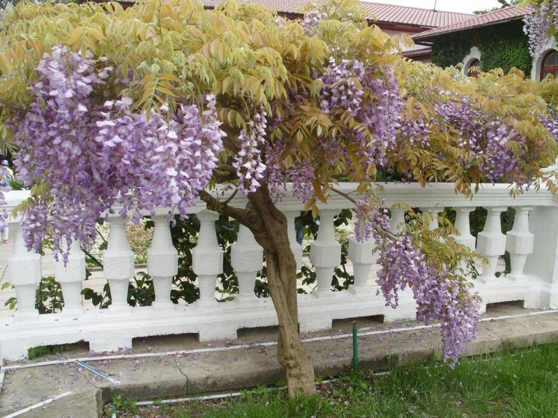 Wisteria floribunda