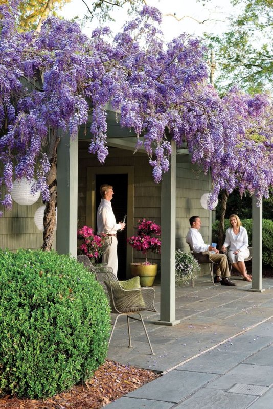 Wisteria floribunda изгородь