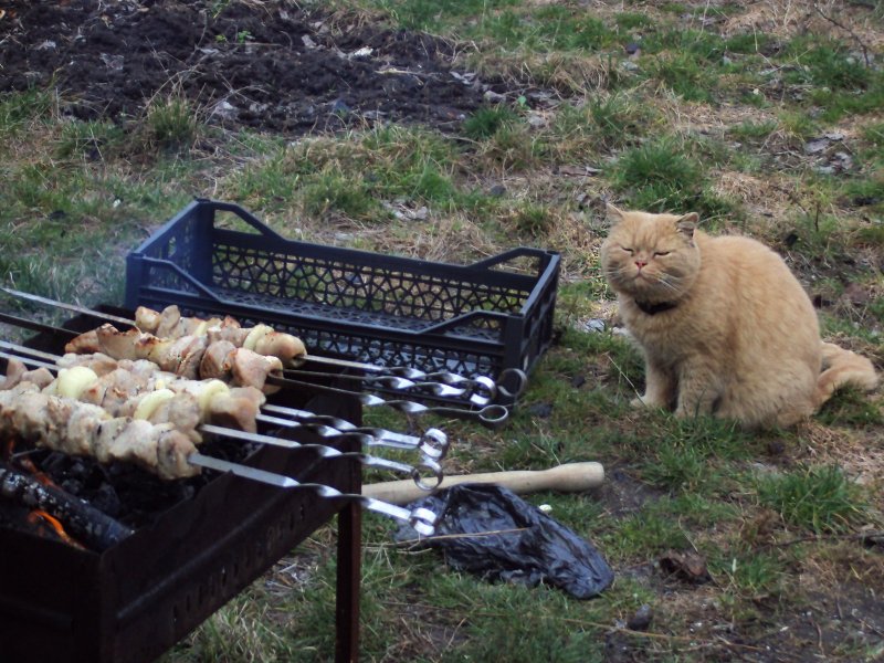 Кошачий шашлык