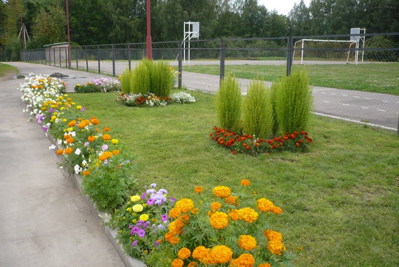 Клумба кохия и бархатцы