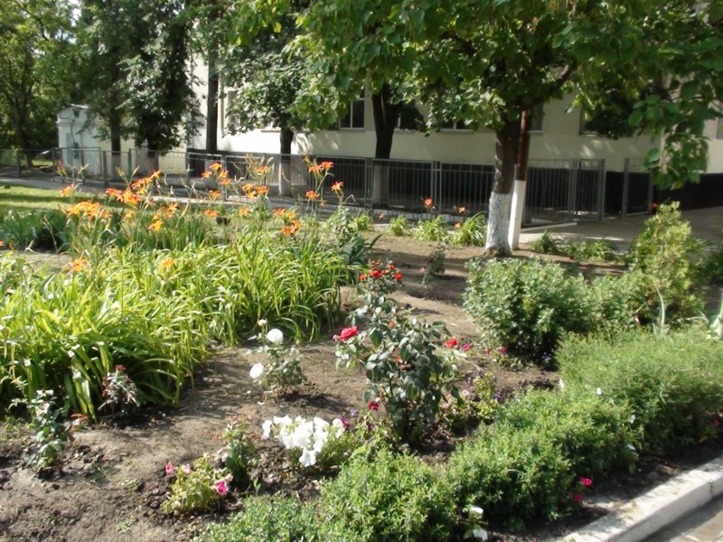 Озеленение участка загородного дома