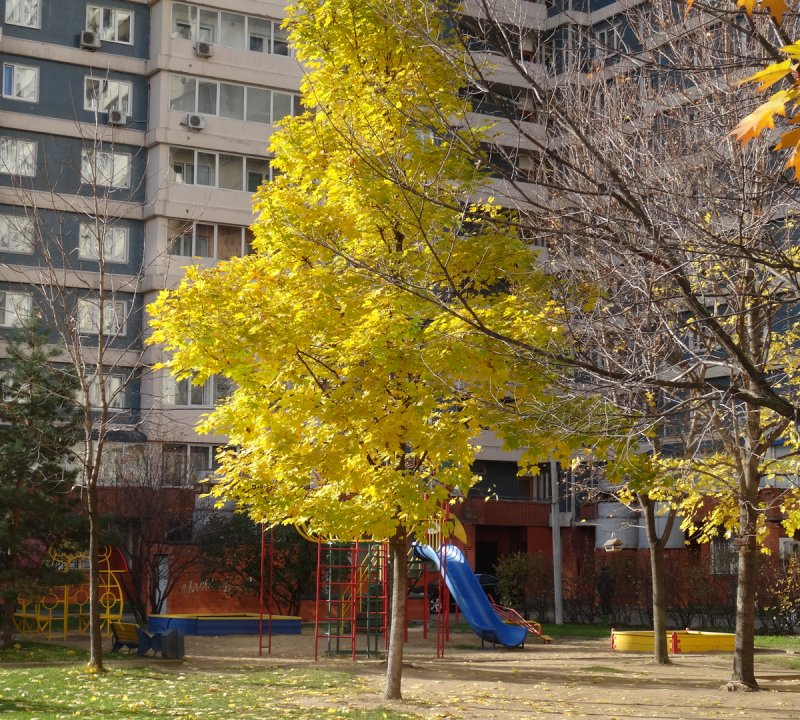 Осень двор солнце