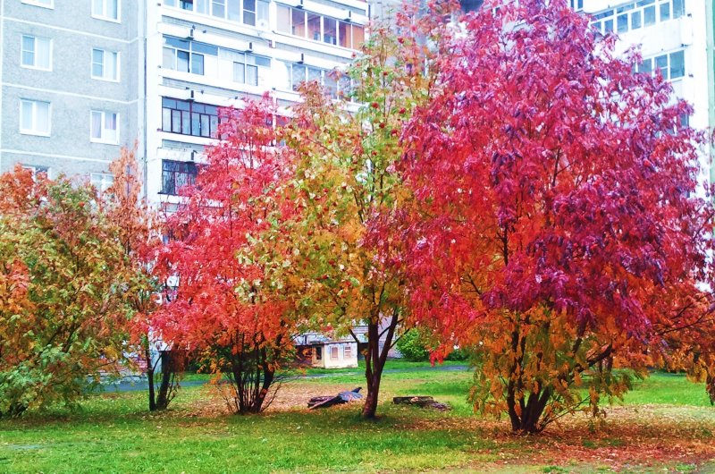 Двор осенью