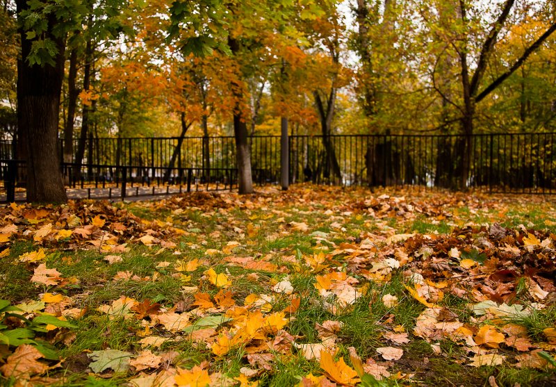 Осень во дворе школы